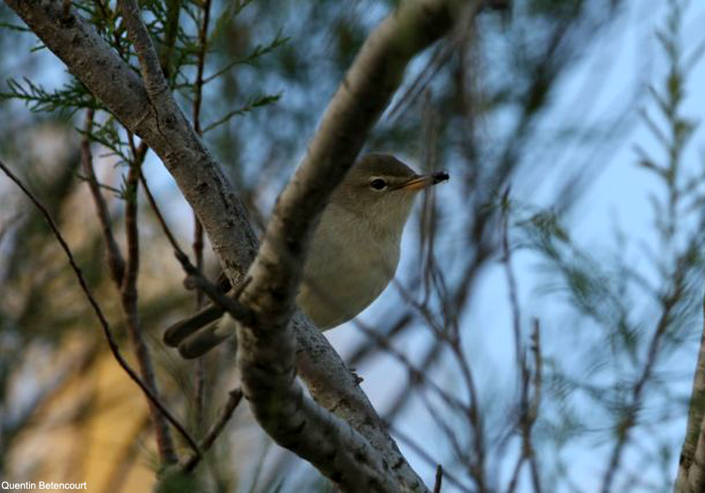 Hypolaïs pâle (Iduna pallida)