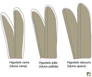 Comparaison de l'étendue du blanc des rectrices externes de trois espèces d'hypolaïs