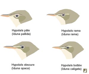 Comparaison de la longueur du bec de quatre espèces d'hypolaïs