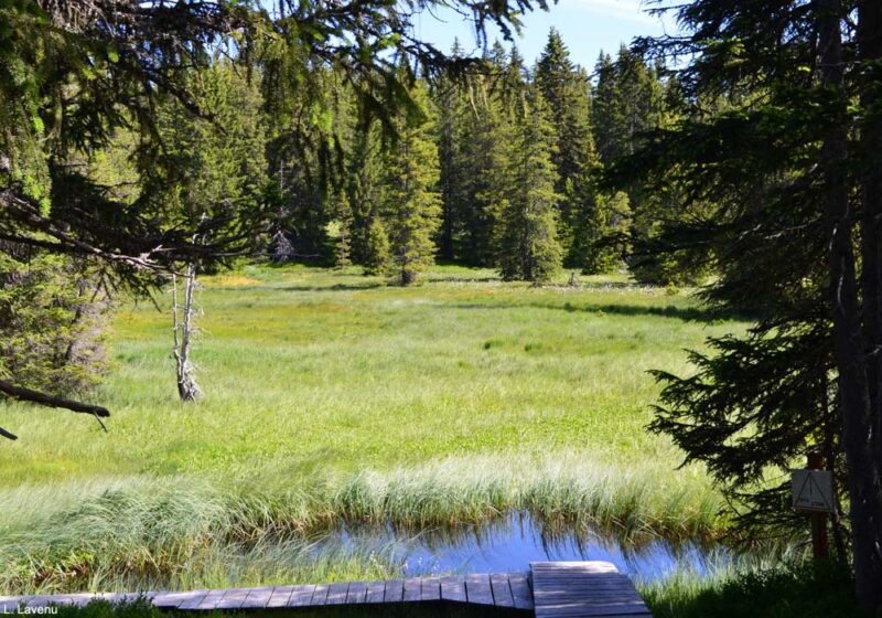 Observer les oiseaux dans la réserve des Saisies (Savoie), la plus vaste tourbière acide des Alpes