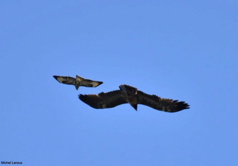 Un Gypaète barbu immature observé dans la baie du Mont-Saint-Michel le 2 juin 2023