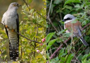 Coucou gris (Cuculus canorus) et Pie-grièche écorcheur (Lanius collurio) mâle