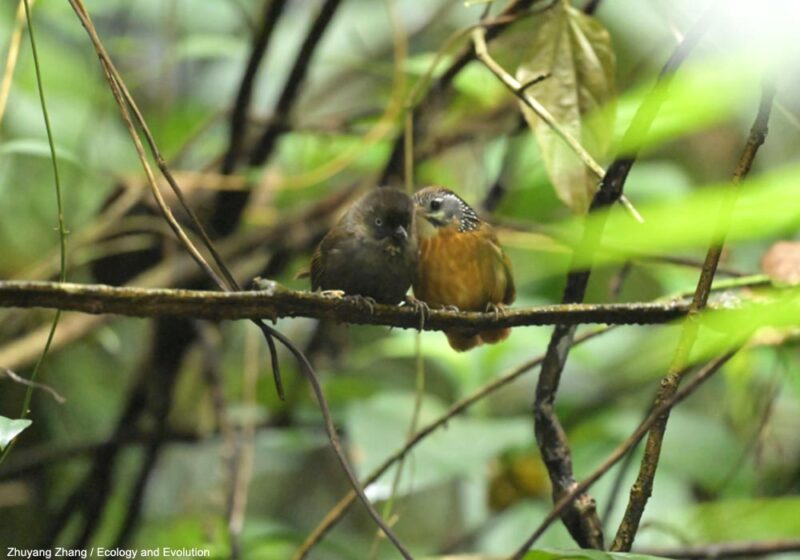 De rares cas de toilettage mutuel entre deux espèces différentes, les Timalies à cou tacheté et de Nonggang