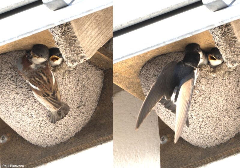 Une scène inattendue : un Moineau domestique nourrissant de jeunes Hirondelles de fenêtre dans le Morbihan en juin 2023
