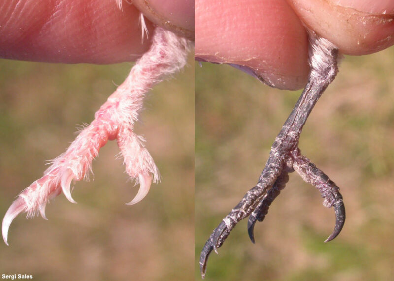 Pattes d’Hirondelles de fenêtre et rustique