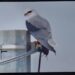 3-Elanion blanc | Elanus caeruleus | Black-winged Kite