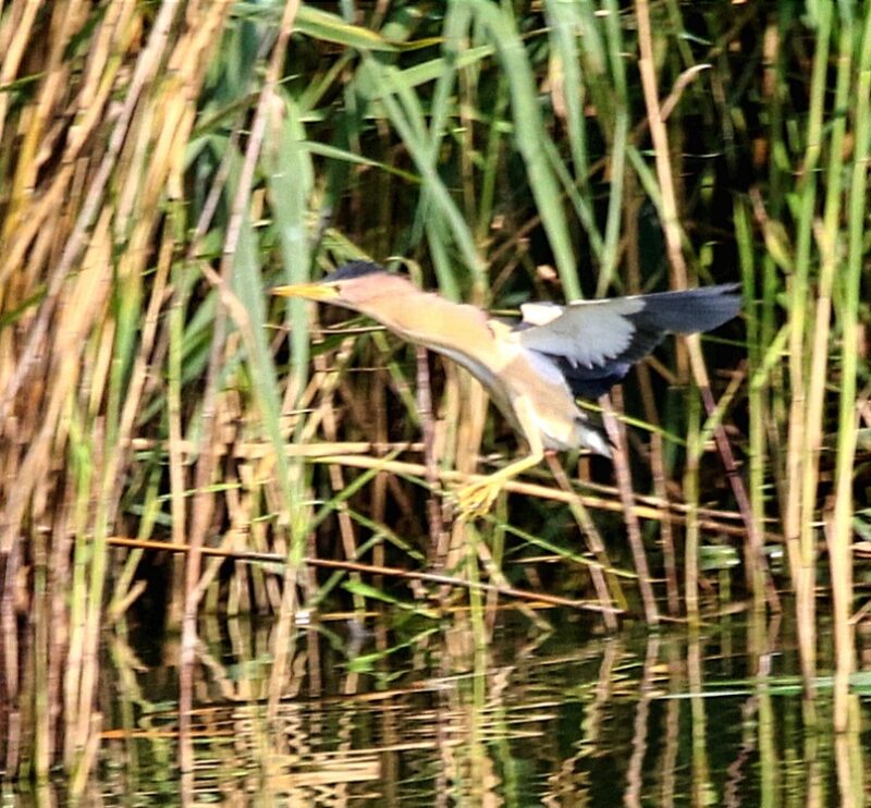 Blongios nain dans la boucle de Poses