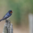 Hirondelle rustique