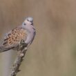 Tourterelle des bois sur l’île de Ré