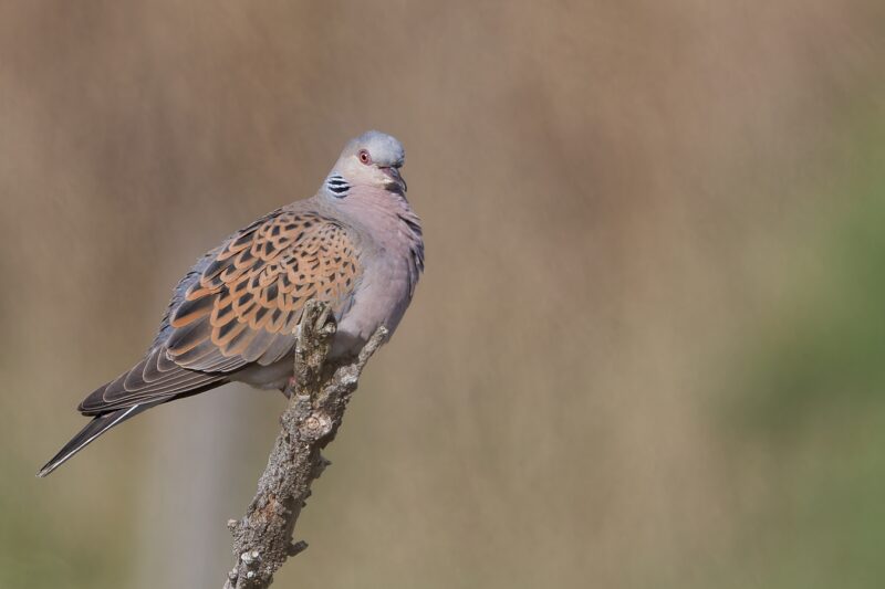 Tourterelle des bois sur l&rsquo;île de Ré