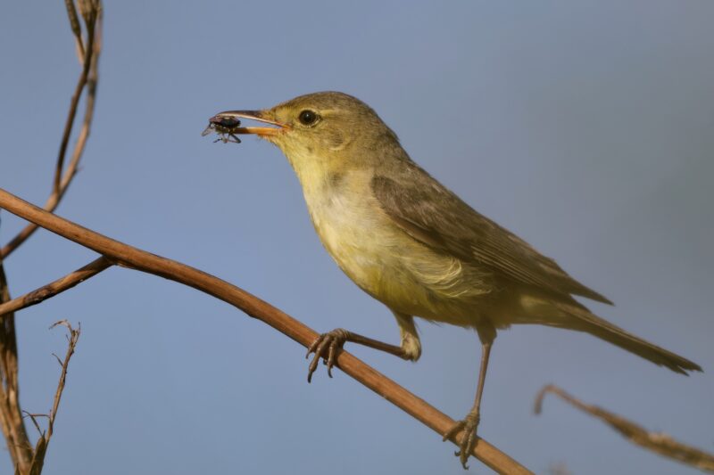 Hypolaïs polyglotte sur l’île de Ré