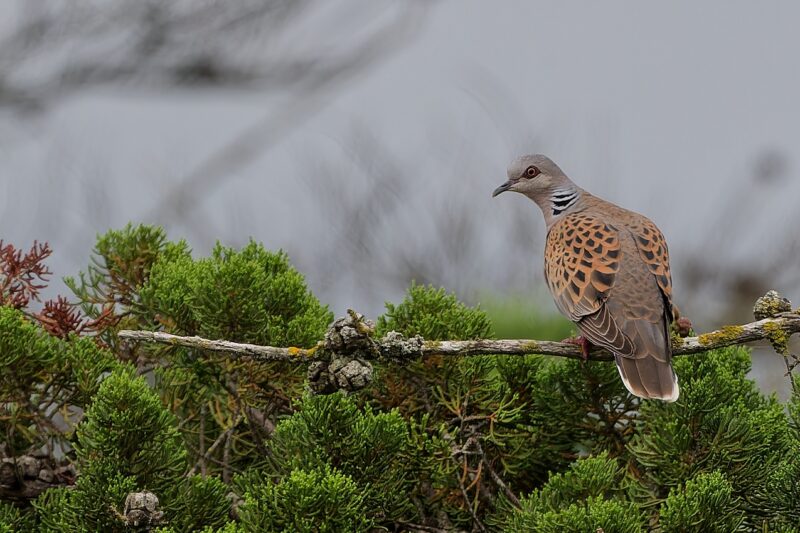 Tourterelle des bois sur l&rsquo;île de Ré