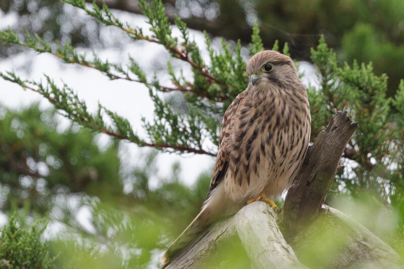 Faucon crécerelle immature