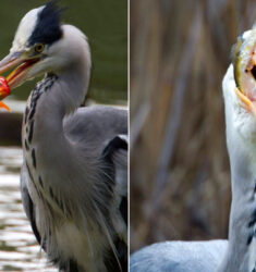 Balade guidée à la découverte des oiseaux de Bercy