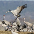 Exposition photographique et conférence « Les oiseaux du lac »