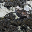 Un Eider à tête grise dans la réserve naturelle de la baie de Saint-Brieuc