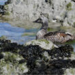 Un Eider à tête grise dans les Côtes-d’Armor
