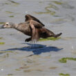 Un Eider à tête grise dans la baie de Saint-Brieuc