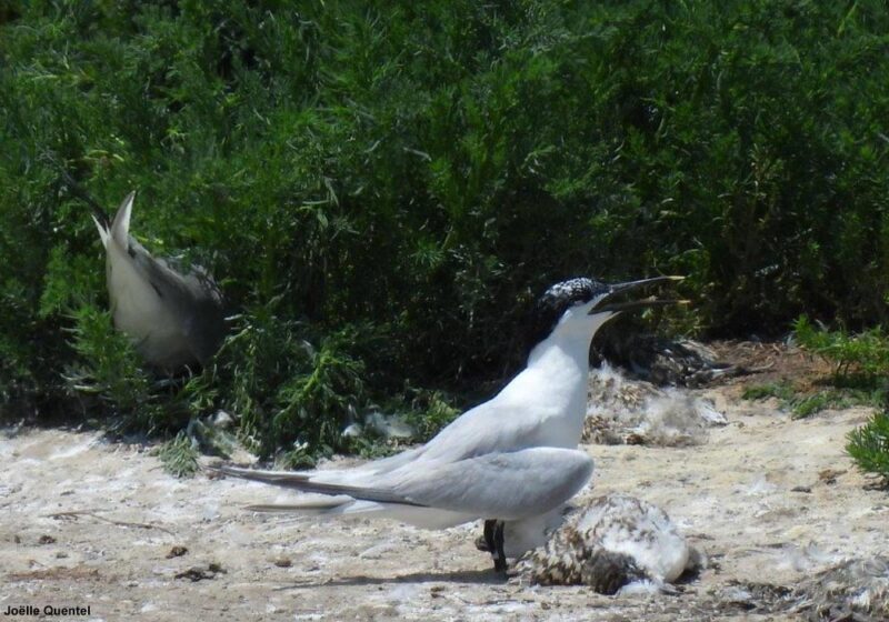 Comment gérer au mieux et limiter l’impact de la grippe aviaire sur les colonies d’oiseaux marins ?