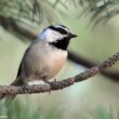 Réunion annuelle conjointe de l’American Ornithological Society et de la Society of Canadian Ornithologists–Société des Ornithologistes du Canada (SCO–SOC)