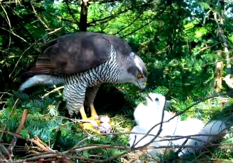 L’impressionnante augmentation de la population d’Autours des palombes de la New Forest (Grande-Bretagne) depuis 2002