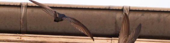 Martinets pâles (Apus pallidus)