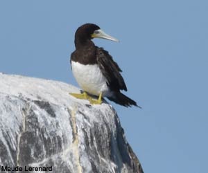 Fou brun (Sula leucogaster)