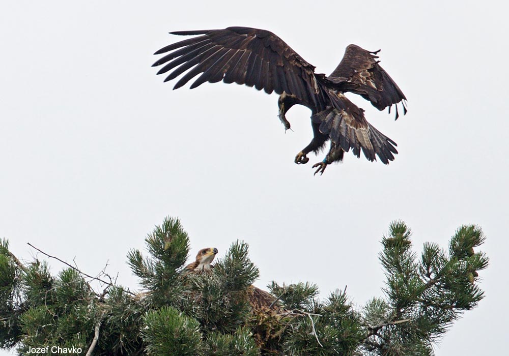 Aigle impérial (Aquila heliaca)