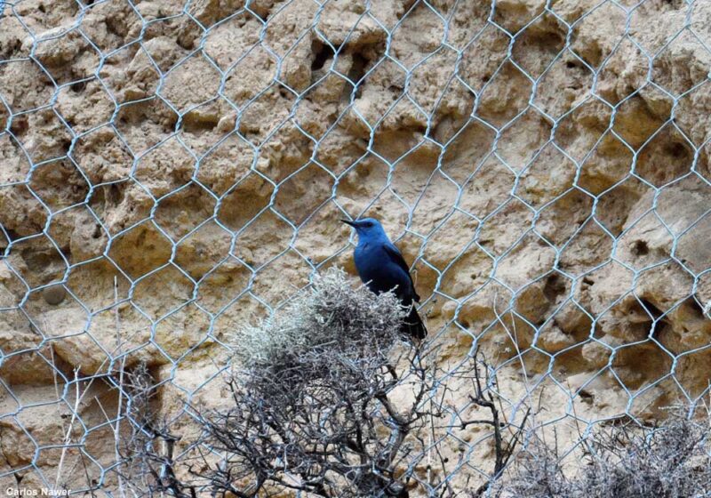 Un cas intéressant de nidification du Monticole bleu sur une falaise recouverte d’un grillage de protection