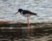 1-Huîtrier-pie | Haematopus ostralegus | Eurasian Oystercatcher