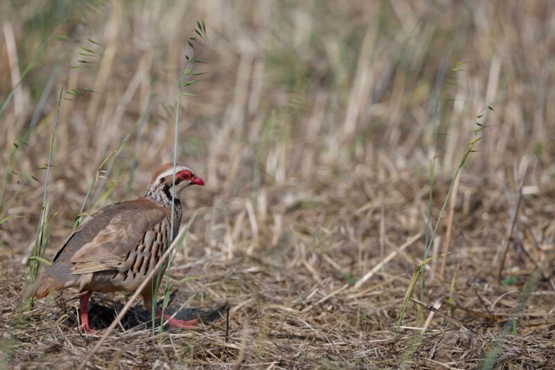 Perdrix rouge sur l&rsquo;île de Ré