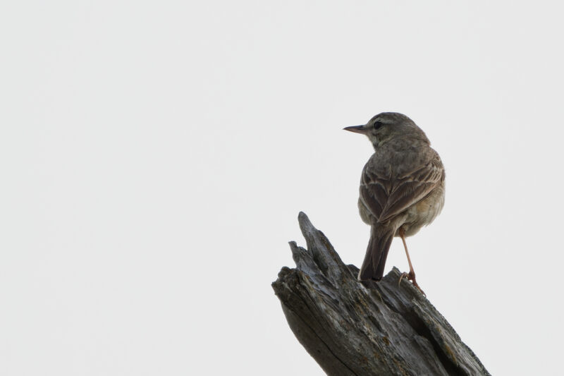 Pipit rousseline sur l&rsquo;île de Ré