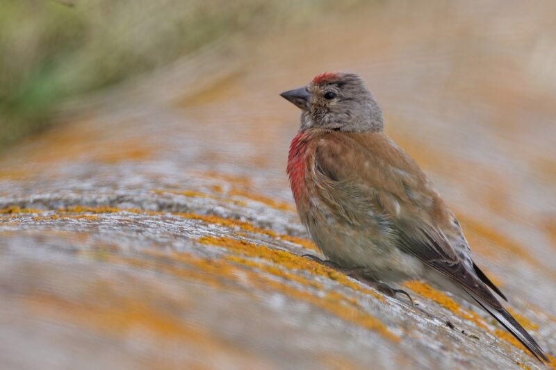 Linotte mélodieuse sur l&rsquo;île de Ré