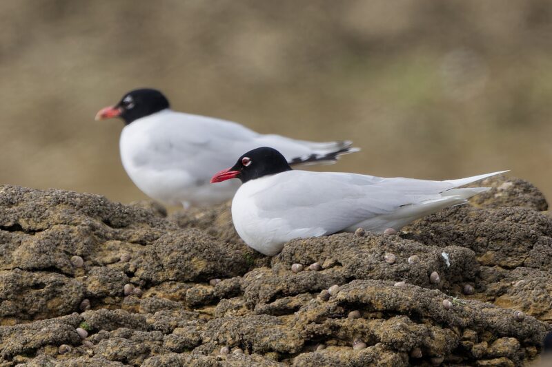 Mouettes mélanocéphales sur l&rsquo;île de Ré
