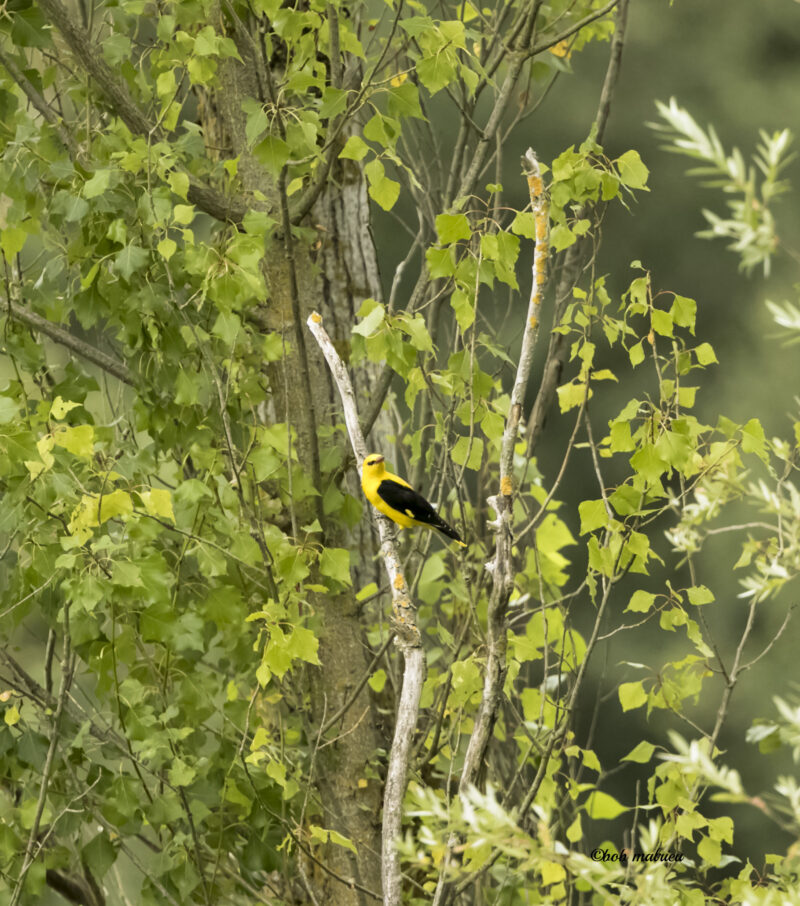 Loriot d&rsquo;Europe mâle adulte