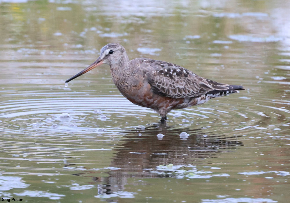 Barge hudsonienne (Limosa haemastica) mâle adulte en mue