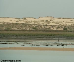 Dunes et prés salés dans la baie de Bonne Anse (Charente-Maritime)