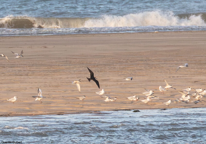Observer les oiseaux dans la baie de Bonne Anse (Charente-Maritime), une zone humide méconnue