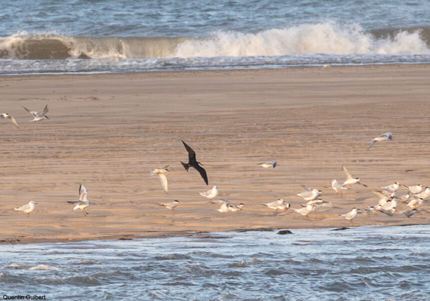 Observer les oiseaux dans la baie de Bonne Anse (CharenteMaritime