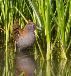 Neuvième festival international ornithologique du delta de l’Èbre