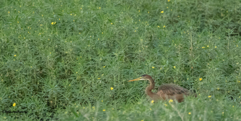 Héron pourpré juvénile dans la jussie