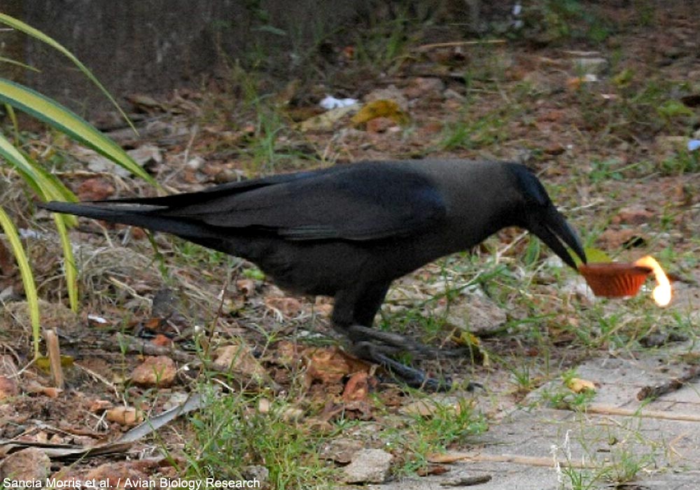 Corbeau familier (Corvus splendens)