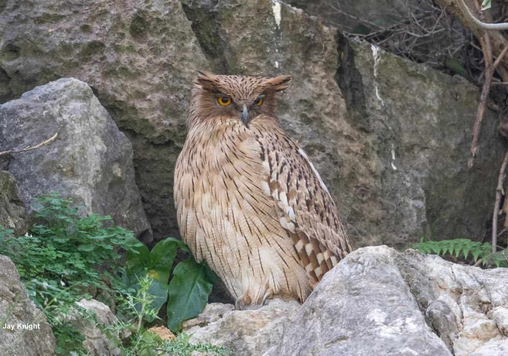Kétoupa brun (Ketupa zeylonensis semenowi)