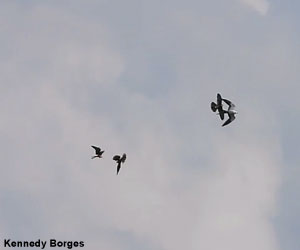 Trois Faucons aplomados (Falco femoralis) poursuivant un Naucler à queue fourchue (Elanoides forficatus) dans le parc national des Emas, dans l'État du Goiás (Brésil), le 17 décembre 2022 