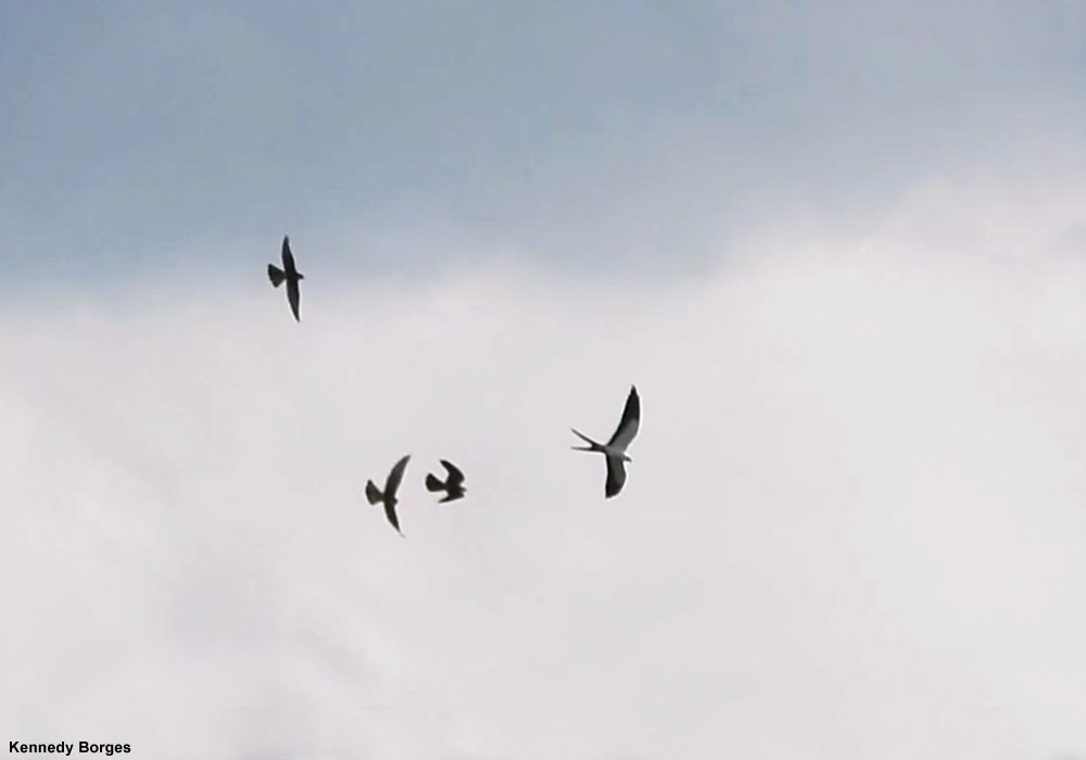 Trois Faucons aplomados (Falco aplomado) poursuivant un Milan à queue fourchue (Elanoides forficatus)