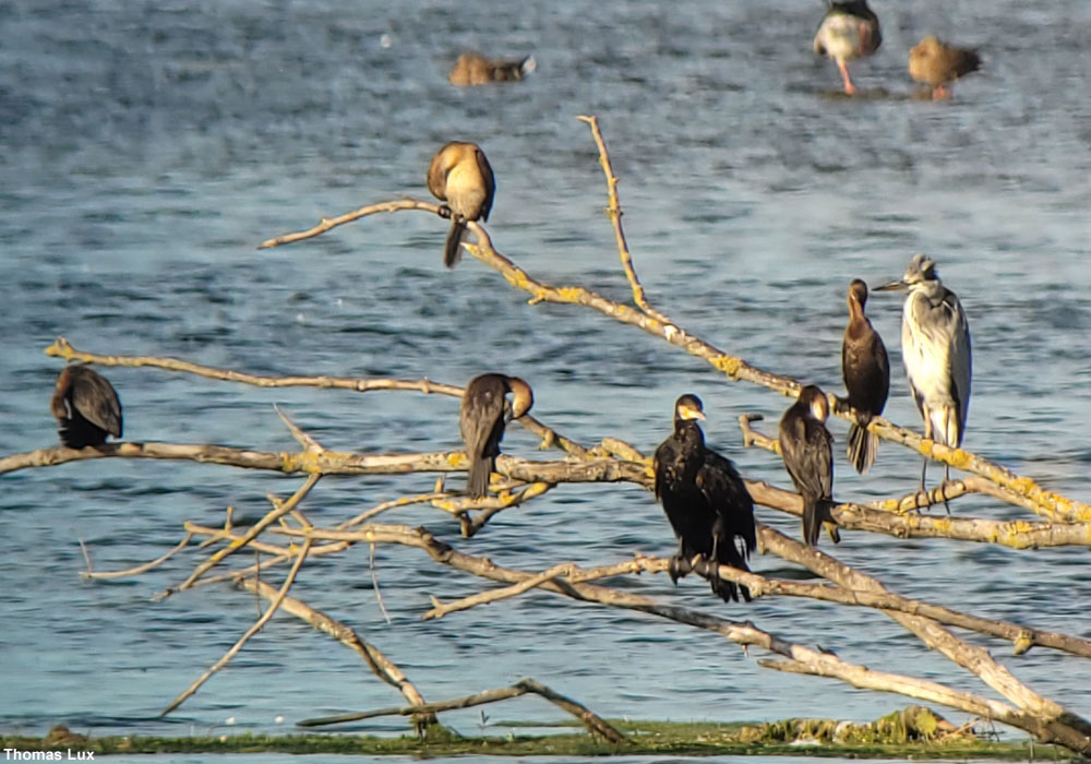 Cormorans pygmées (Microcarbo pygmaeus)