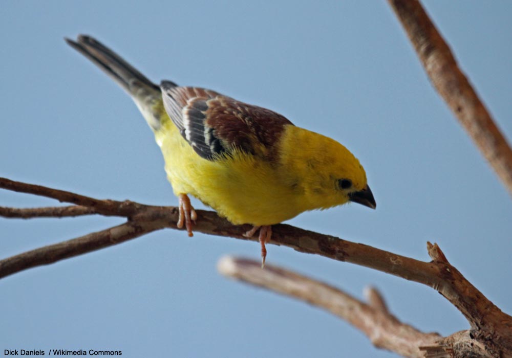 Moineau doré (Passer luteus) mâle