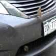 Quelles espèces d’oiseaux mangent des insectes écrasés à l’avant des voitures ?