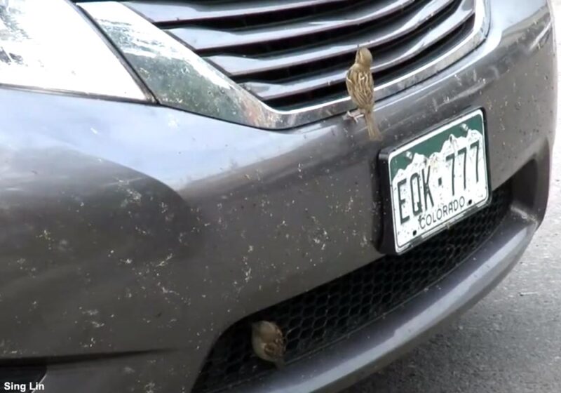 Quelles espèces d’oiseaux mangent des insectes écrasés à l’avant des voitures ?