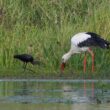 Ibis falcinelle et cigogne blanche en Creuse